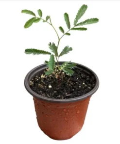 Mimosa Wattle Seedling Live Plant - Acacia Baileyana Tree, 3-5 Inch Tall, 4 Inch Pot - Image 9