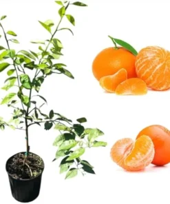 Minneola Tangerine Tree Live Plant, 3 Gallon Pot, 3 Feet Tall, Outdoor Citrus Fruit - Image 3