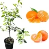Minneola Tangerine Tree Live Plant - 3 Gallon Pot, 3 Feet Tall - Indoor/Outdoor Citrus - Image 1