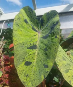 Mojito Colocasia Plant – Live Elephant Ear Taro – 5-9" Tall – Easy Grow - Image 2