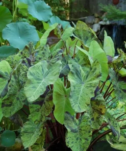 Mojito Colocasia Plant – Live Elephant Ear Taro – 5-9