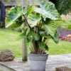 Mojito Colocasia Plant – Live Elephant Ear Taro – 5-9" Tall – Easy Grow - Image 1