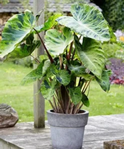 Mojito Colocasia Plant – Live Elephant Ear Taro – 5-9" Tall – Easy Grow - Image 1