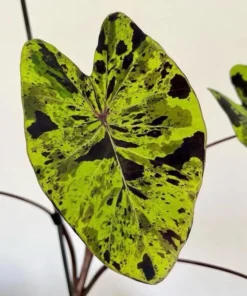 Mojito Colocasia Plant – Live Elephant Ear Taro – 5-9