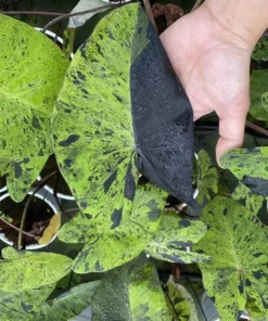 Mojito Colocasia Plant – Live Elephant Ear Taro – 5-9