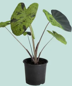 Mojito Colocasia Plant – Live Elephant Ear Taro – 5-9