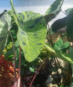 Mojito Colocasia Plant – Live Elephant Ear Taro – 5-9