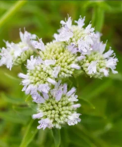 Mountain Mint Live Starter Plant 4 Inch Pot - Well Rooted Perennial - Image 2