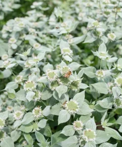 Mountain Mint Live Starter Plant 4 Inch Pot - Well Rooted Perennial - Image 5