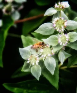 Mountain Mint Live Starter Plant 4 Inch Pot - Well Rooted Perennial - Image 1