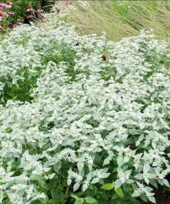 Mountain Mint Live Starter Plant 4 Inch Pot - Well Rooted Perennial - Image 6