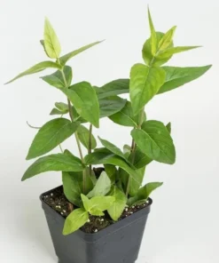 Mountain Mint Live Starter Plant 4 Inch Pot - Well Rooted Perennial - Image 7