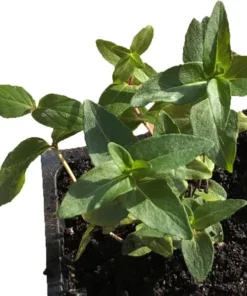 Mountain Mint Live Starter Plant 4 Inch Pot - Well Rooted Perennial - Image 8