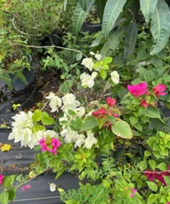 Multicolor Bougainvillea Live Plant - 3 Colors in One Pot, 2-3 Ft Tall, 3 Gallon - Image 2