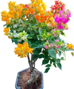 Multicolor Bougainvillea Live Plant - 3 Colors in One Pot, 2-3 Ft Tall, 3 Gallon - Image 1