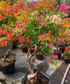 Multicolor Bougainvillea Live Plant - 3 Colors in One Pot, 2-3 Ft Tall, 3 Gallon - Image 5