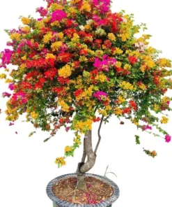 Multicolor Bougainvillea Live Plant - 3 Colors in One Pot, 2-3 Ft Tall, 3 Gallon - Image 6