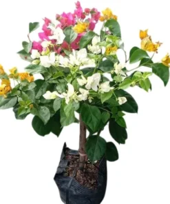 Multicolor Bougainvillea Live Plant - 3 Colors in One Pot, 2-3 Ft Tall, 3 Gallon - Image 7