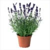 Munstead English Lavender Angustifolia Live Starter Plant Plug - 1-3 inch - Image 1