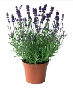 Munstead English Lavender Angustifolia Live Starter Plant Plug - 1-3 inch - Image 1
