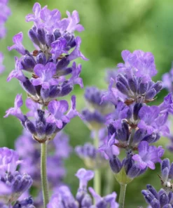 Munstead English Lavender Angustifolia Live Starter Plant Plug - 1-3 inch - Image 3