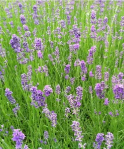 Munstead English Lavender Angustifolia Live Starter Plant Plug - 1-3 inch - Image 4