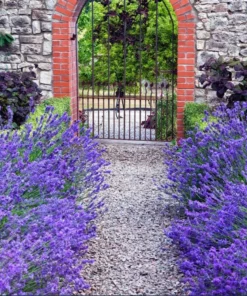 Munstead English Lavender Angustifolia Live Starter Plant Plug - 1-3 inch - Image 5