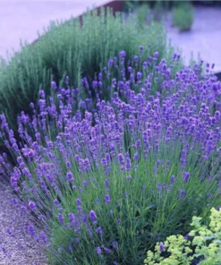 Munstead English Lavender Angustifolia Live Starter Plant Plug - 1-3 inch - Image 6