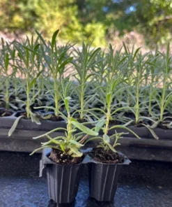 Munstead English Lavender Angustifolia Live Starter Plant Plug - 1-3 inch - Image 8