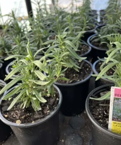 Munstead English Lavender Live Starter Plant – 3 Inch Pot for Garden - Image 10