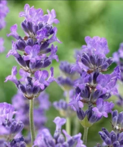 Munstead English Lavender Live Starter Plant – 3 Inch Pot for Garden - Image 2