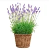 Munstead English Lavender Live Starter Plant – 3 Inch Pot for Garden - Image 1