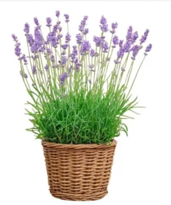 Munstead English Lavender Live Starter Plant – 3 Inch Pot for Garden - Image 1