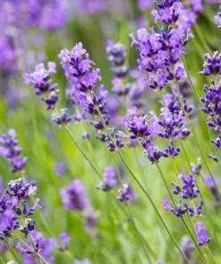 Munstead English Lavender Live Starter Plant – 3 Inch Pot for Garden - Image 3