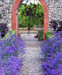 Munstead English Lavender Live Starter Plant – 3 Inch Pot for Garden - Image 5