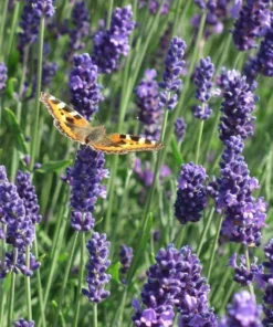 Munstead English Lavender Live Starter Plant – 3 Inch Pot for Garden - Image 7