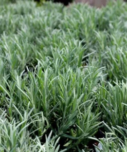 Munstead English Lavender Live Starter Plant – 3 Inch Pot for Garden - Image 9