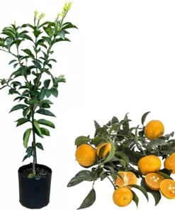 Murcott Mandarin Tangerine Tree Live Plant, Grafted Citrus Fruit, 2-3 Feet Tall, 3 Gallon Pot - Image 2