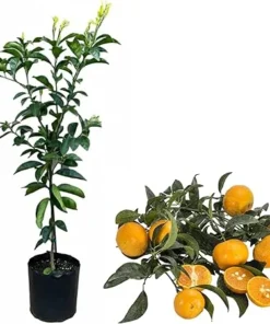 Murcott Mandarin Tangerine Tree Live Plant, Grafted Citrus Fruit, 2-3 Feet Tall, 3 Gallon Pot - Image 5