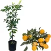 Murcott Tangerine Tree Live Plant, Grafted Mandarin Citrus, 2-3 Ft Tall, 3 Gallon Pot - Image 1