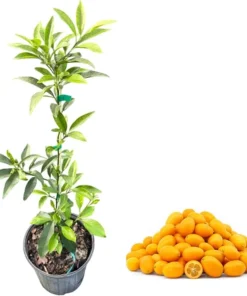 Nagami Kumquat Tree Live Plant, 2 Ft Tall, 2 Gallon Pot, Grafted Fruit - Image 4