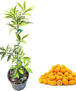 Nagami Kumquat Tree Live Plant, 2 Ft Tall, 2 Gallon Pot, Grafted, Indoor/Outdoor - Image 1
