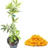 Nagami Kumquat Tree Live Plant, 2 Ft Tall, 2 Gallon Pot, Grafted Fruit - Image 1