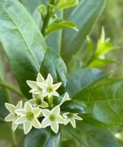 Night Blooming Jasmine Live Plant – Cestrum Nocturnum Shrub 5-8" Tall - Image 2