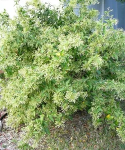 Night Blooming Jasmine Live Plant – Cestrum Nocturnum Shrub 5-8