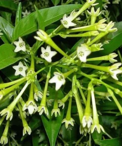 Night Blooming Jasmine Live Plant – Cestrum Nocturnum Shrub 5-8