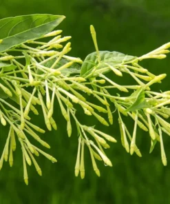 Night Blooming Jasmine Live Plant – Cestrum Nocturnum Shrub 5-8