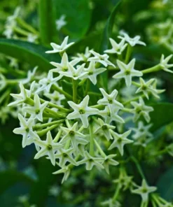 Night Blooming Jasmine Live Plant – Cestrum Nocturnum Shrub 5-8