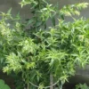 Night Blooming Jasmine Live Plant – Cestrum Nocturnum Shrub 5-8" Tall - Image 1