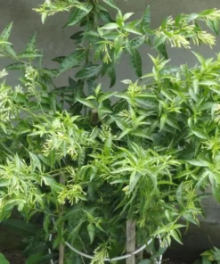 Night Blooming Jasmine Live Plant – Cestrum Nocturnum Shrub 5-8" Tall - Image 1